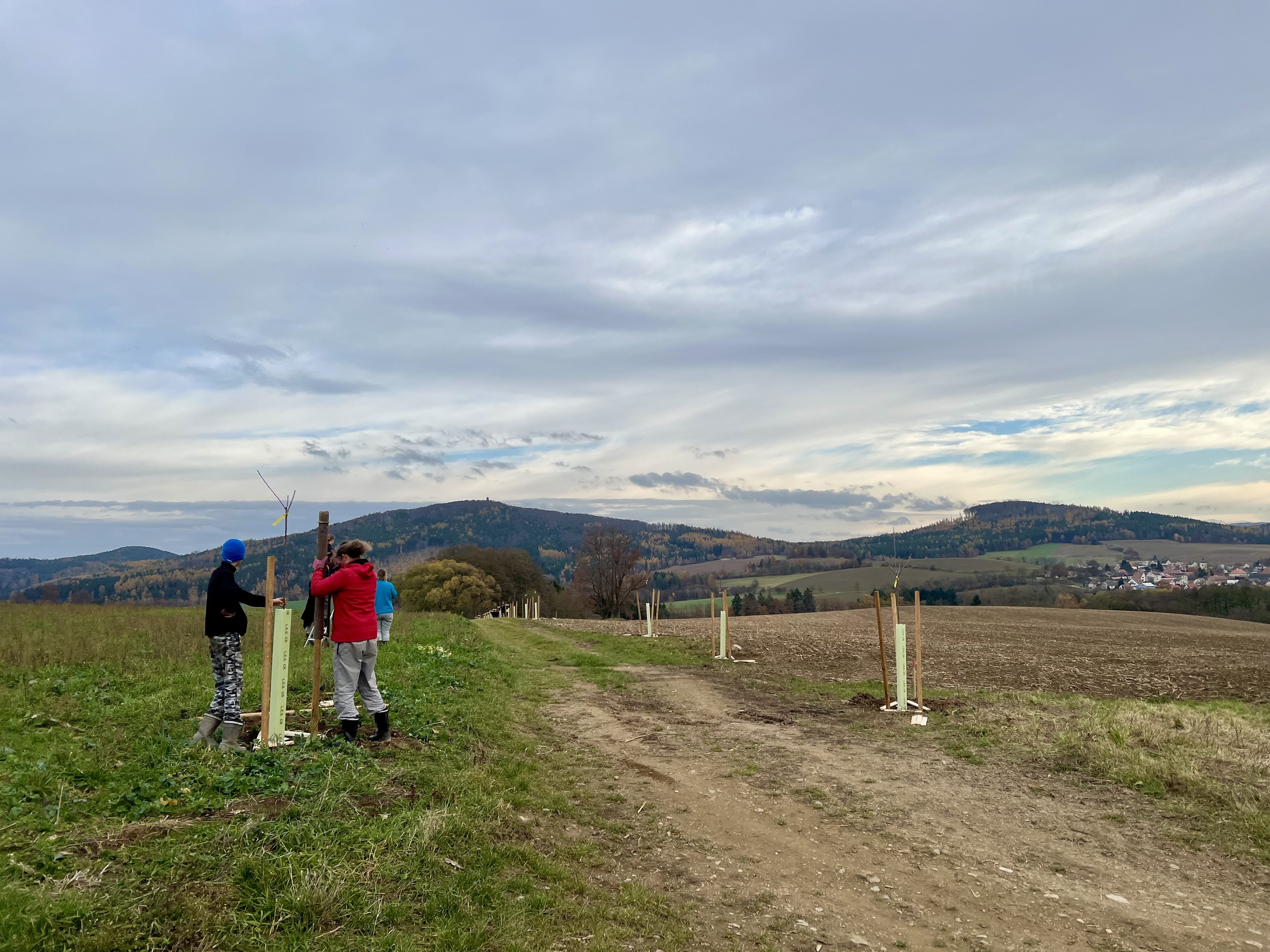Výsadba ovosných stromů, v pozadí Blaník.