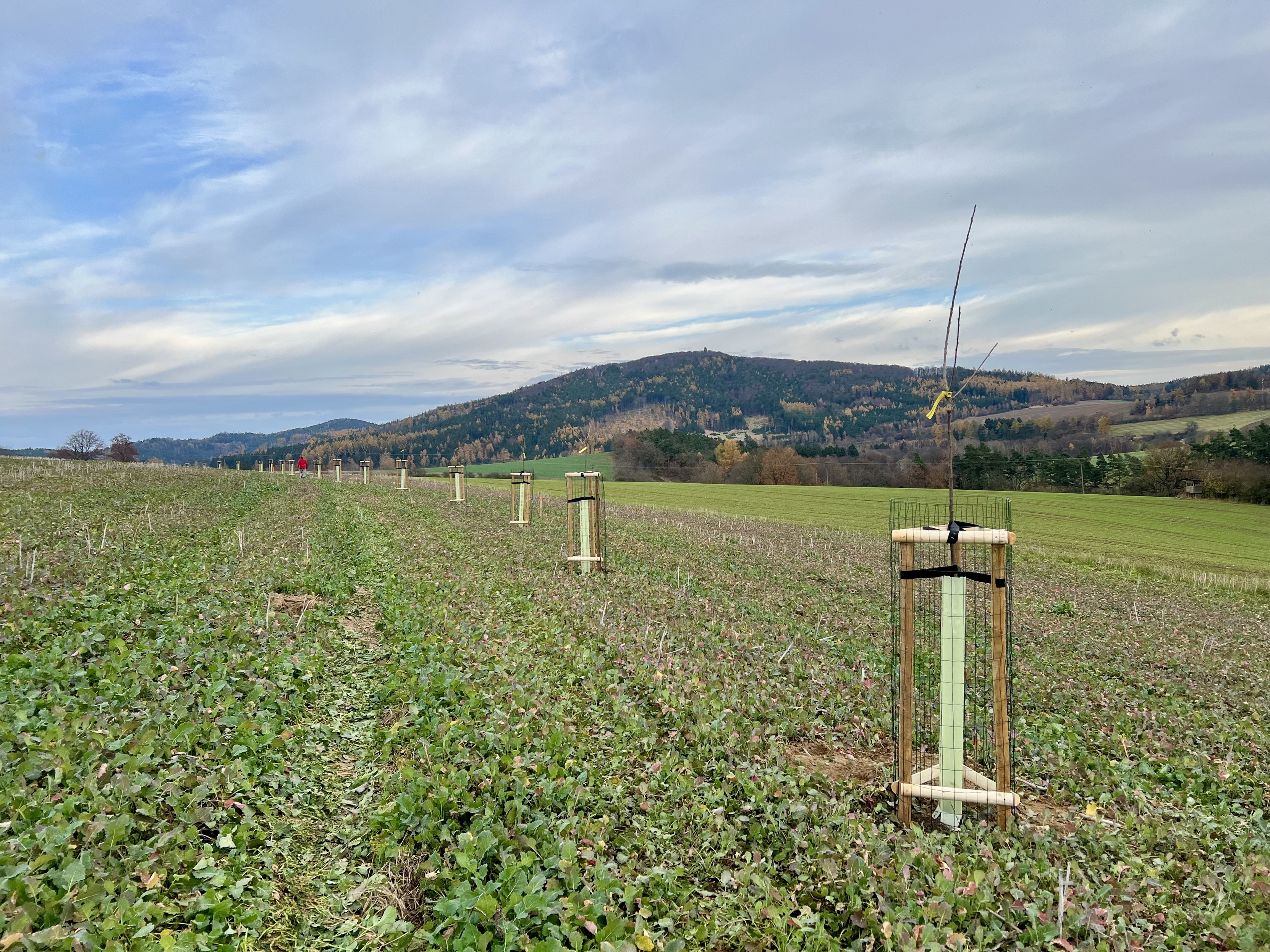 Výsadba ovosných stromů, v pozadí Blaník.