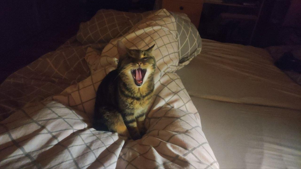 tabby cat, sitting on a bed, yawning