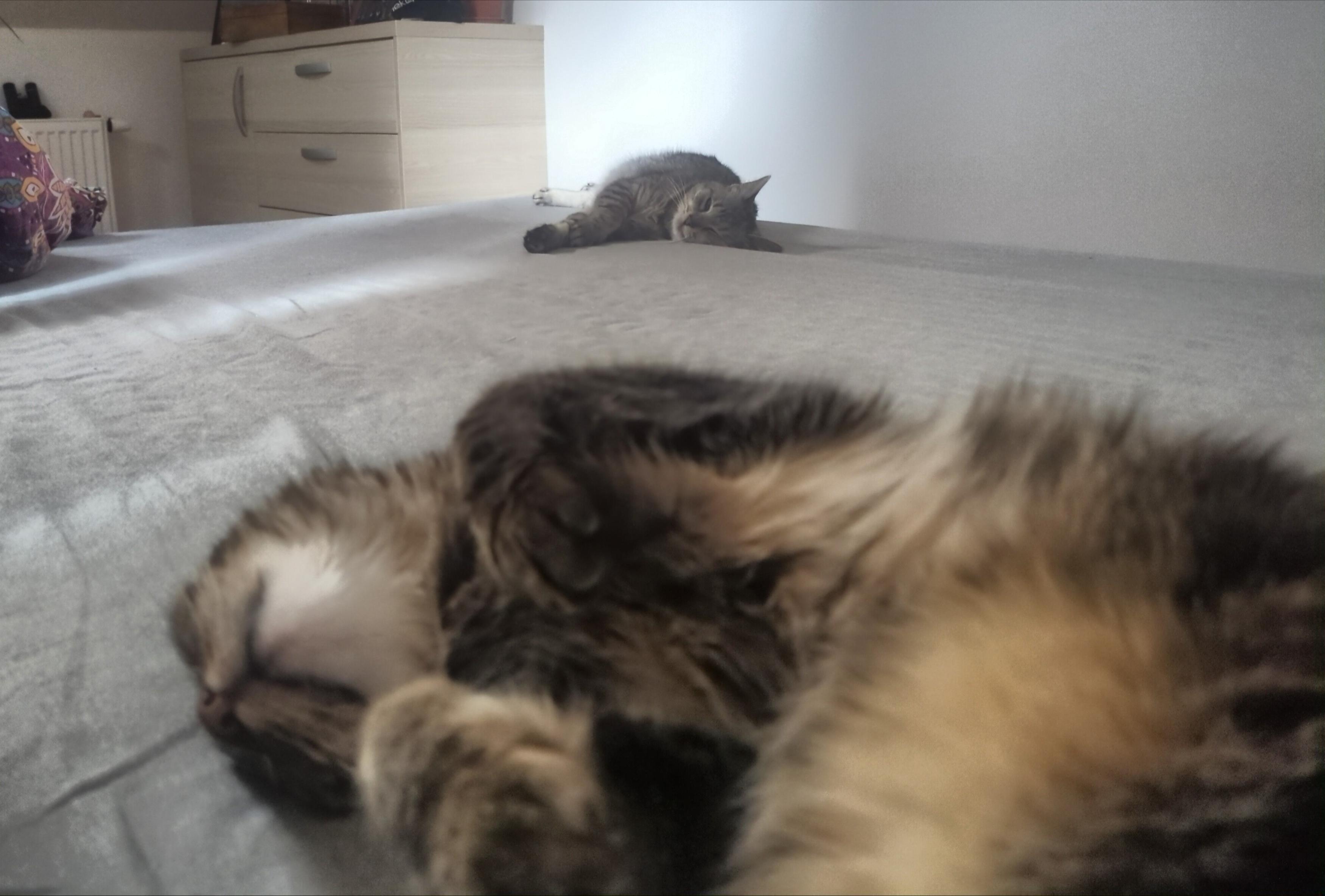 photo of two cats on a bed, melting